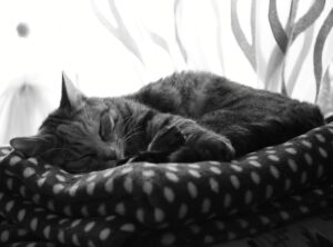 dibujos de gatos a lapiz tumblr