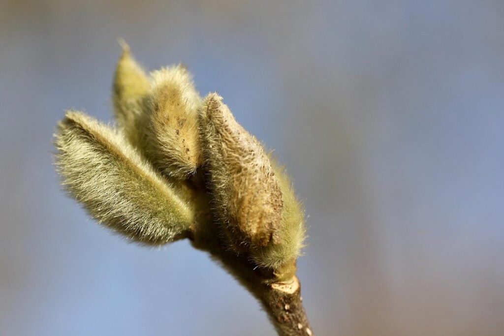 Emerging Developments