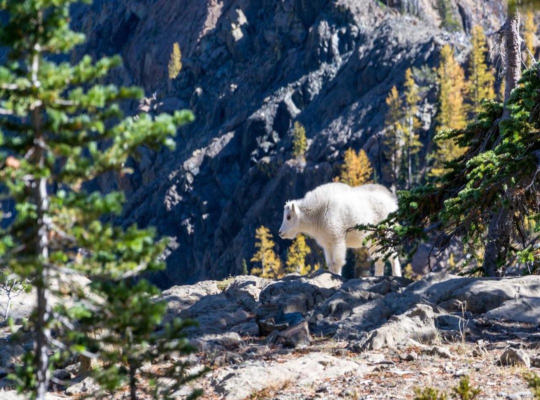 Examining the Evidence: Ginting's Public Statements and Actions