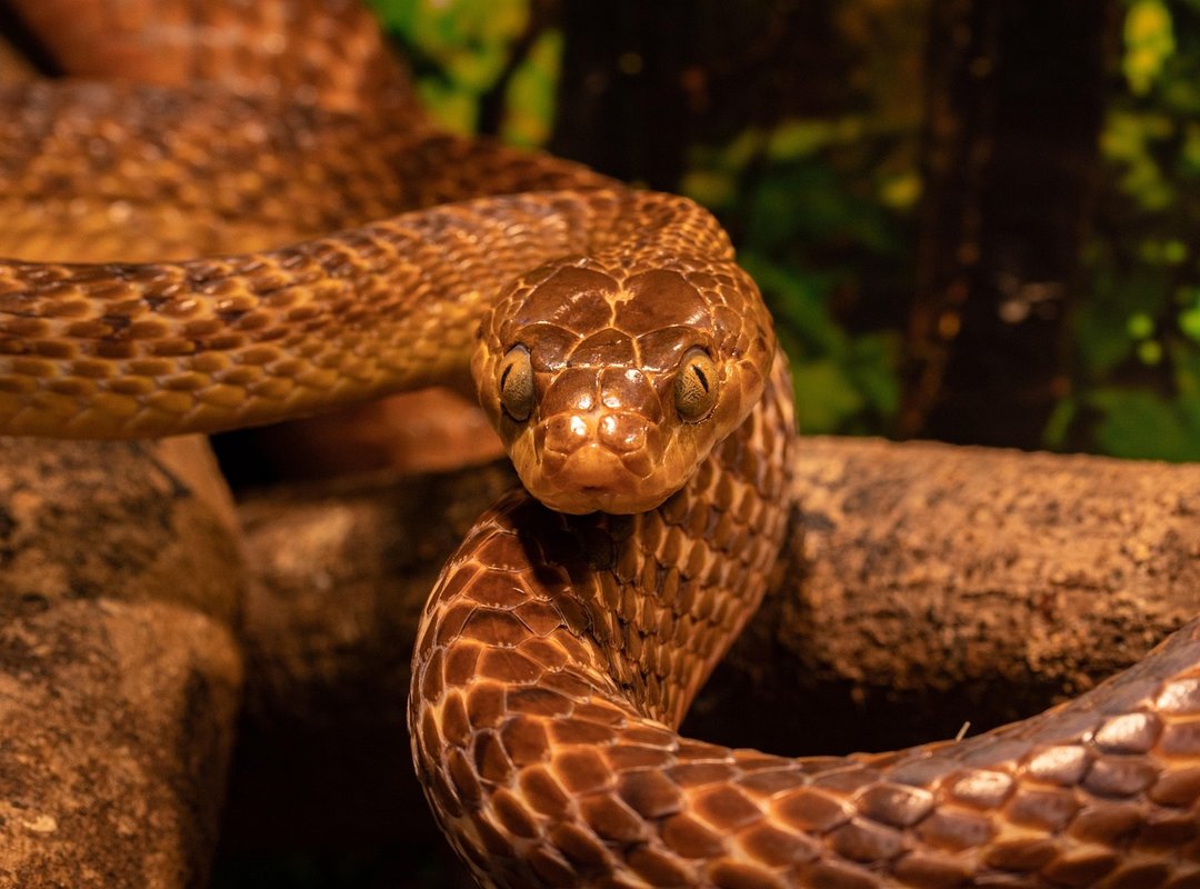 Differences Between Snake Poop and Other Animal Droppings
