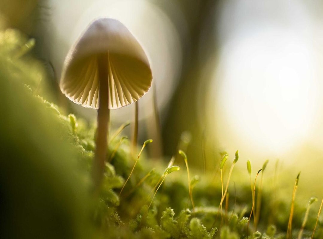 The Final Verdict: Is the Pojokmanga App Worth the Risk?